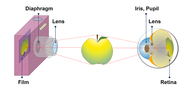 eye and camera functioning