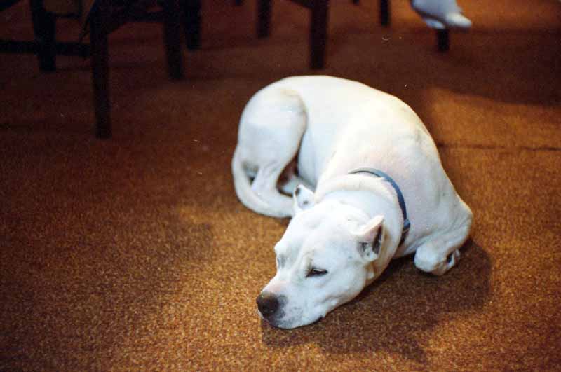 yashica lynx 5000 sample image