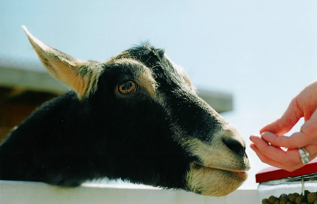 Minolta XD11 sample photo