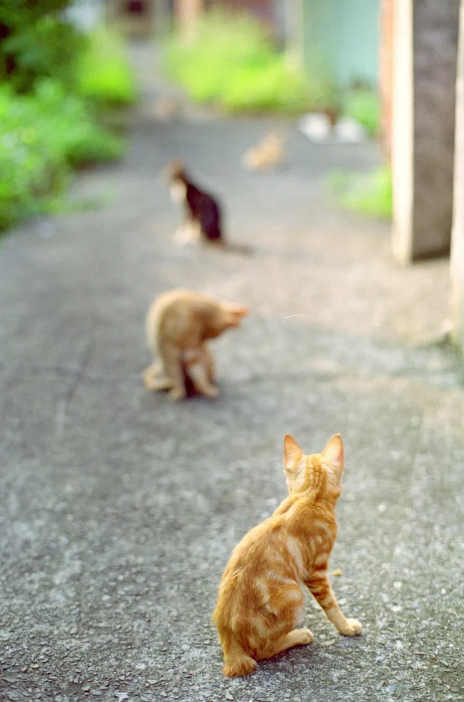 Minolta XD11 sample photo