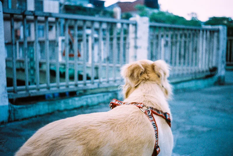 Minox 35 ML sharpness